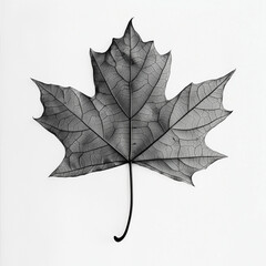 Naklejka premium Autumn maple leaf isolated on white background. Minimal concept of fall. Black and white