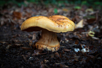 Wild mushrooms growing in the forest. Lactarius