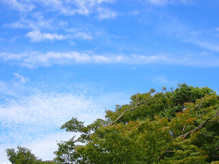 青い夏空に浮かぶ白い雲と生い茂る緑