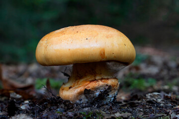 Wild mushrooms growing in the forest. Lactarius