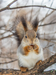 Fototapeta premium The squirrel with nut sits on tree in the winter or late autumn