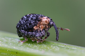 Weißschildiger Braunwurzschaber - Cionus scrophulariae