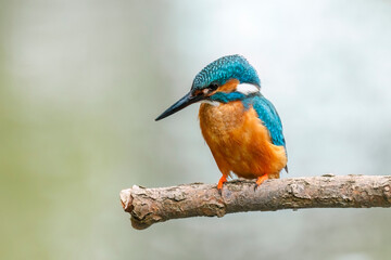 Portrait of kingfisher male. Common kingfisher, Alcedo atthis, perched on branch near nesting burrow. Flying gemstone. Wildlife nature. Colorful bird in breeding season. Hunting river kingfisher.