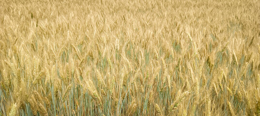 Wheat field with ripening ears