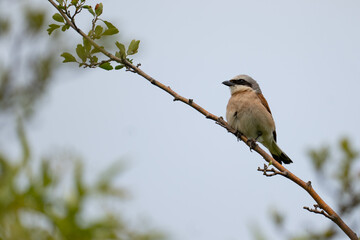 A red-backed shrike on a branch