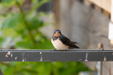 swallow 