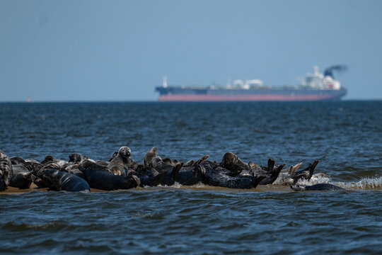 Seals in the Mewia Łacha reserve