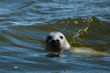 Seal in water, Europe,Poland