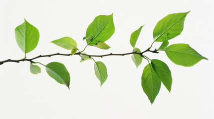 Fototapeta premium Cut out of fresh green leaves on a branch