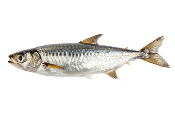 Fresh Silver Fish isolated on white background