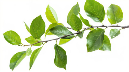 Obraz premium Fresh green leaves on a branch, cut out