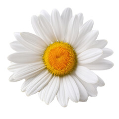 Daisy, isolated on white background