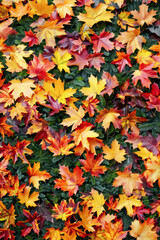 Close-up of fallen autumn leaves in red, orange, yellow colors.