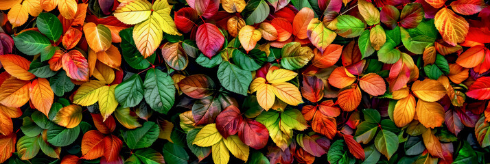 Fototapeta premium Close-up of fallen autumn leaves in red, orange, yellow colors.