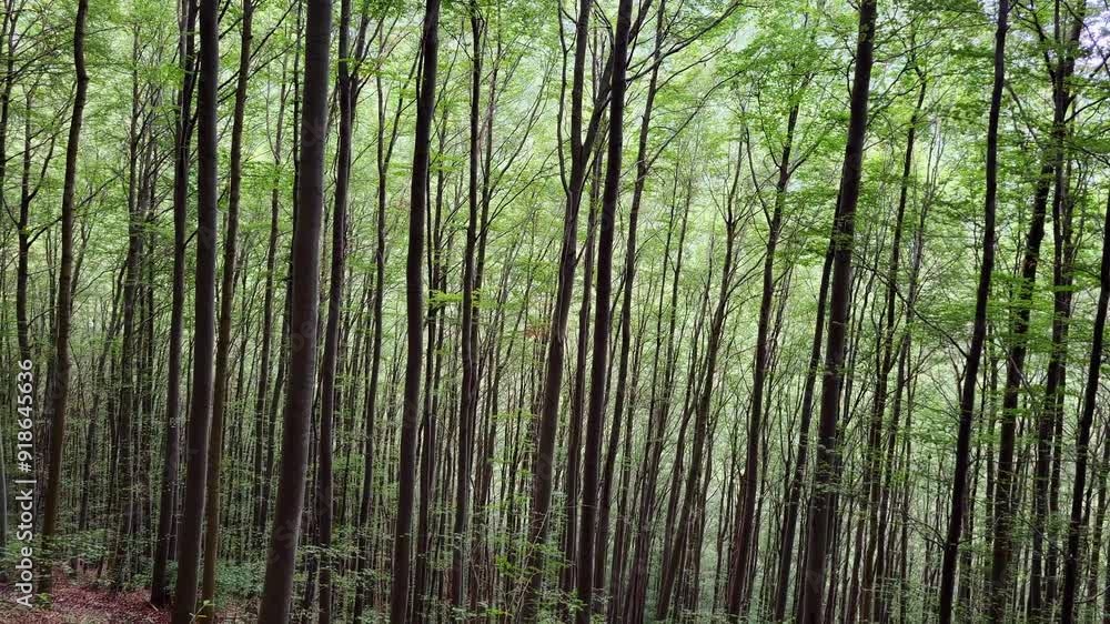 Poster forest with a variety of trees. the foliage is lush and green. the canopy lets some light through, c