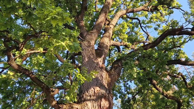 The green crown of a 350 year Pedunculate Oak located near Curchi Monastery in Orhei, Moldova. Majestic secular tree as natural landmark