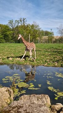 Giraffe drinking water from the pond at the zoo