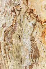 paper bark abstract background gum tree nature's art