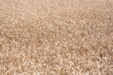 Wheat flied at rural countryside. Agricultural landscape. Crop countryside field. Agrobusiness. Ripe wheat harvest. Agriculture and farming. Barley ear spikelet. Farming crop field. Harvest festival