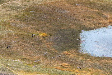 Aerial shot of an African Openbill - Anastomus lamelligerus- flying over the Okavango Delta,...