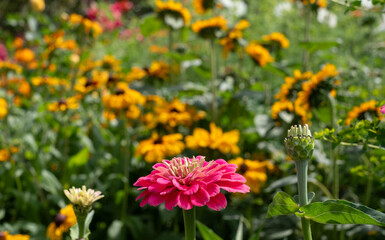 Variety of bee-friendly colourful wild flowers growing at Wisley garden, Surrey, UK. 