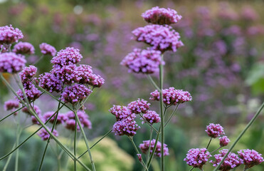 Tall insect-friendly purple verbena flowers photographed in summer at Wisley garden, Surrey UK