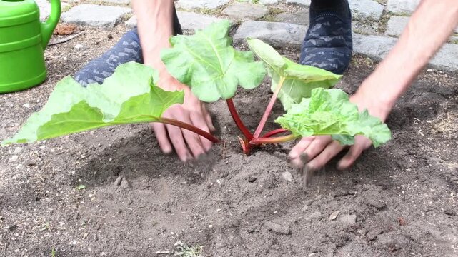 Gardener watering newly planted young rhubarb bush from watering can, seasonal spring gardening work, gardening concept on summer cottage plot, paved path in background,