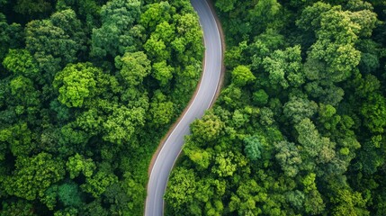 An aerial view of a winding road cutting through a dense, green forest.