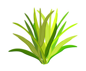 Green bush. Grass. Long fresh leaves. Vector isolated illustration