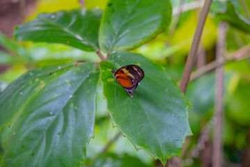 an orange butterfly sits on a leaf in a summer garden