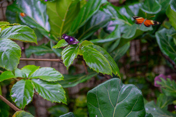 Shot of two butterflies, one dark and sitting on a leaf, the other orange in the air in a summer garden