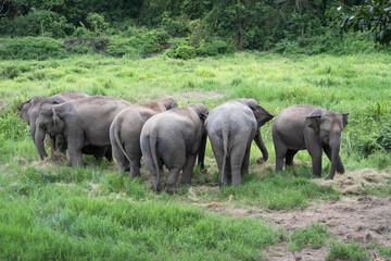 Fototapeta premium Asian baby elephant. A group of herd elephants under the protection of the adults in the herd. Popular Tourists travel and destination for visit the Elephant Family Village in Thailand.