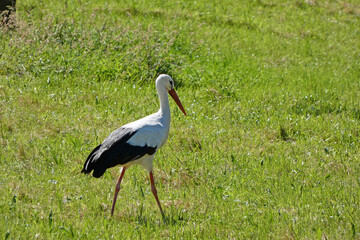 white stork in the grass