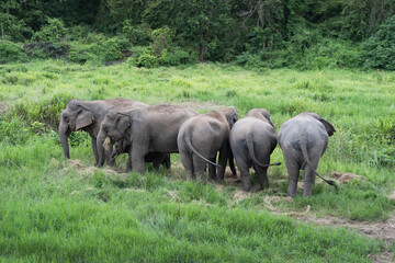 Fototapeta premium Asian baby elephant. A group of herd elephants under the protection of the adults in the herd. Popular Tourists travel and destination for visit the Elephant Family Village in Thailand.