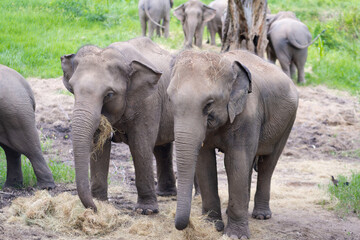Fototapeta premium Asian baby elephant. A group of herd elephants under the protection of the adults in the herd. Popular Tourists travel and destination for visit the Elephant Family Village in Thailand.