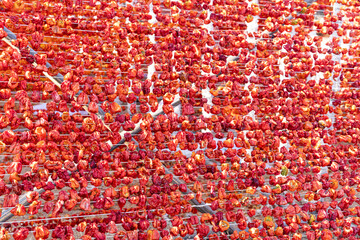 Pepper drying involves drying green peppers by exposing them to sunlight. Peppers are strung on strings and dried in the sun.  Gaziantep, Türkiye.