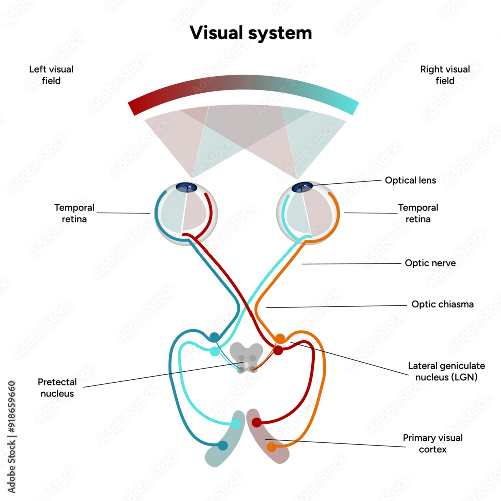 Canvas Prints Suprachiasmatic nucleus of hypothalamus. Human visual system pathway cortex diagram. Right and left visual cortex