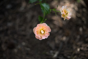 Bloom of a rose bush