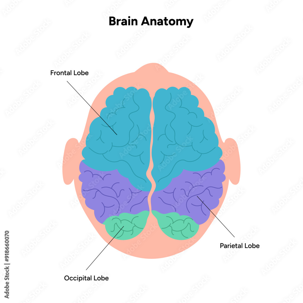 Wall mural Brain areas parts functions. Frontal, Primary Motor, Somatosensory cortex, parietal, occiptal, temporal lobe. Colorful section infographic diagram