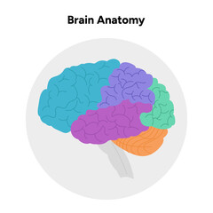 Brain anatomy areas parts functions. Colorful section infographic diagram