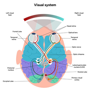 Brain anatomy areas parts functions. Cerebral cortex. Frontal, Somatosensory cortex, parietal, occiptal, temporal lobe. Colorful section infographic diagram and visual system
