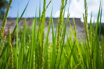 青空に映える稲