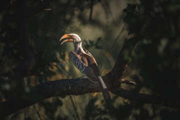 A Southern yellow-billed hornbill perched on a tree branch in the afternoon light, showcasing its vibrant plumage and distinctive beak