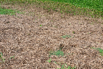 Environment impact caused by macrophytes algae after damming of the Corumbá River.for produce  electric power, which caused the destruction of the Lagoinha River. Luziania, Goias. Brazil, 2019