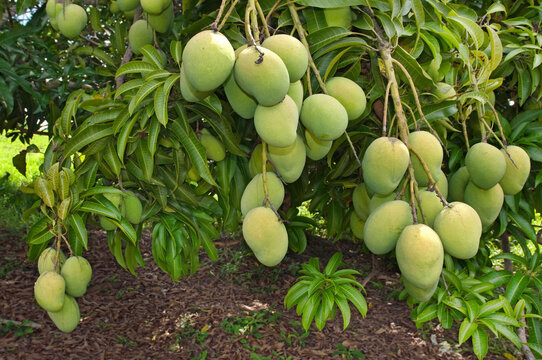 Mango Tree. The Mango, Mangifera indica, is a fleshy stone fruit belonging to the genus Mangifera, tropical fruiting trees. Most of these species is found in nature as wild mangos. Abadiania GO Brazil