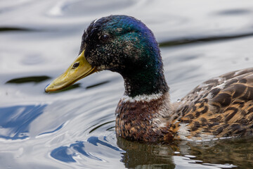 Obraz premium Iridescent Duck Close-Up