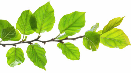 Fototapeta premium Vibrant green leaves on a branch, isolated