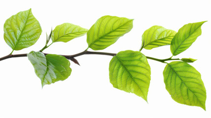 Vibrant green leaves on a branch, isolated