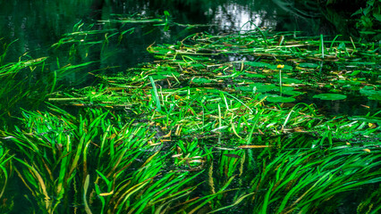 The Beautiful Lush Greenery Is Equally Beautifully Reflected on the Serene Surface of the Water
