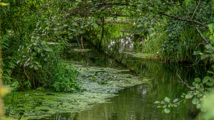 The Serene Calmness and Beauty of a Lush Green Stream Deep Within Natures Embrace